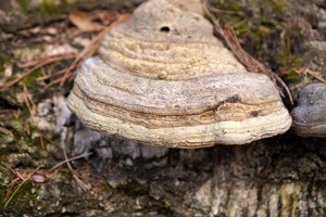 04105 hoof fungus v1