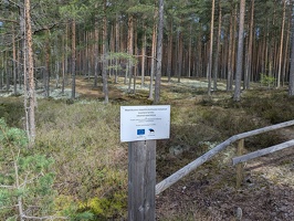 20250510 091321312 forest