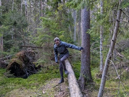 20250510 093156486 across a tree v1