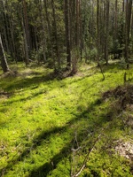 20250510 093700046 green grass