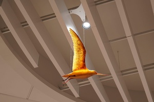 04679 godwit v1