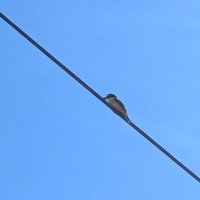 20250615 003205231 kingfisher v1