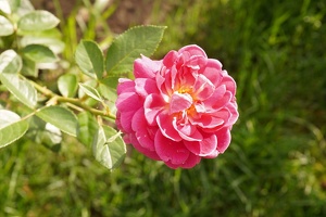 04765 rose v1