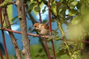 04779 eurasian tree sparrow v1