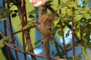 04781 sparrow takeoff v1
