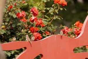 04783 four sparrows v1