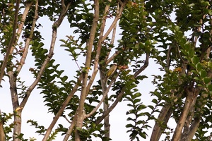 04787 light vented bulbul v1