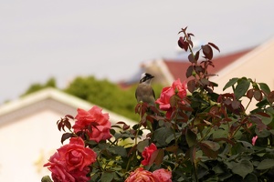 04788 light vented bulbul with roses v1