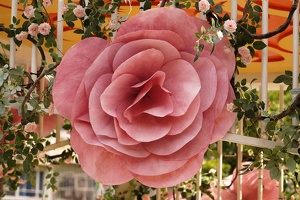 04798 rose v1