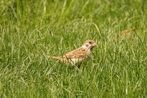 04802 another sparrow v1
