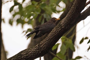 04805 chinese blackbird v1