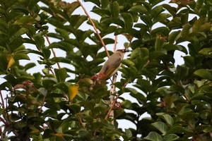 04808 light vented bulbul v1