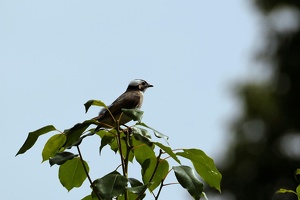 04816 light vented bulbul v1
