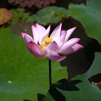 Century Park (Shanghai), June 16