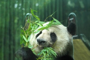 Shanghai Zoo and to GMP, June 16