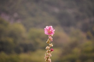06293 flower