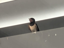20250709 161534882 barn swallow v1