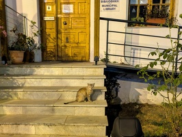 20250709 202004432 cat outside library v1