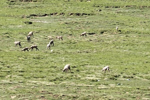 03594 chamois grazing v1