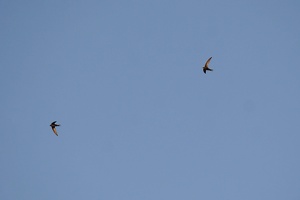 06381 barn swallow v1-topaz-sharpen