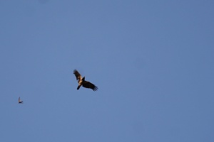 06389 hooded crow with swallow v1-topaz-sharpen