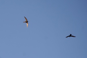 06441 barn swallow v1-topaz-sharpen