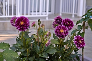 06447 flowers v1