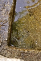 06470 yellow bellied toad in the fountain v1-topaz-sharpen