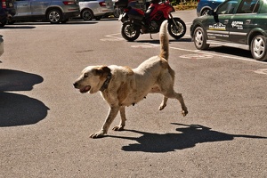 06474 parking lot dog v1