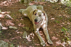 06494 dog closeup v1