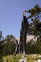 06522 zot blasted tree v1