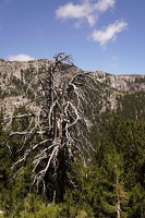 06540 dead tree v1