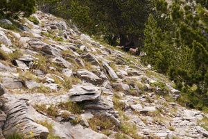 06556 a bit rocky with goats v1