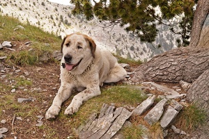 06576 dog v1