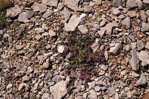 06622 alpine flowers v1