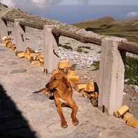 06650 dog at refuge v1