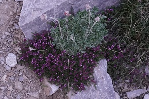 06698 purple flowers above is potentilla deorum v1