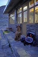06703 dog waiting outside refuge v1