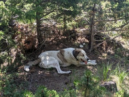 20250710 083404776 dog resting in the shade v1