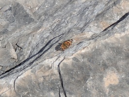 20250710 123510863 painted lady butterfly