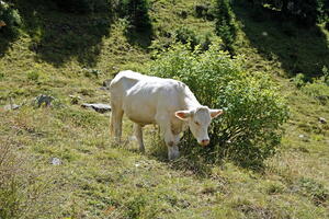 03711 cow v1