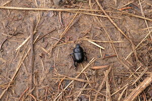 07811 beetle tribe geotrupini v1