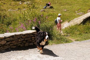 07920 dog v1