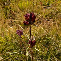 07924 purple gentian v1