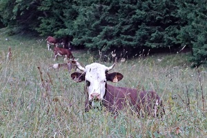 03745 sitting cow v1