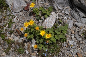 08175 various alpine flowers v1