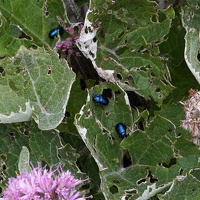 08230 lots of mint beetles crop v2
