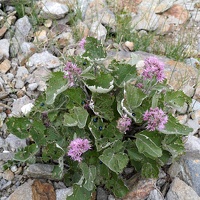 08230 lots of mint beetles v1