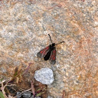 08242 mountain burnet crop v2-topaz-sharpen-upscale-3.3x