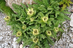 08259 spiniest thistle v1